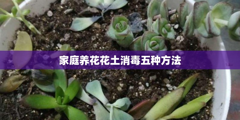 丁火生于各月详解