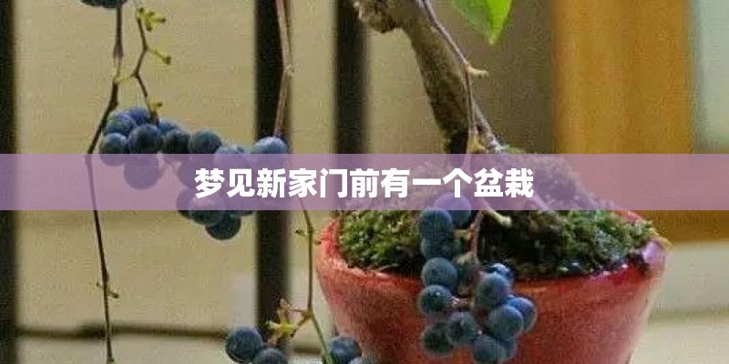 梦见新家门前有一个盆栽 梦见新家门前有一个盆栽