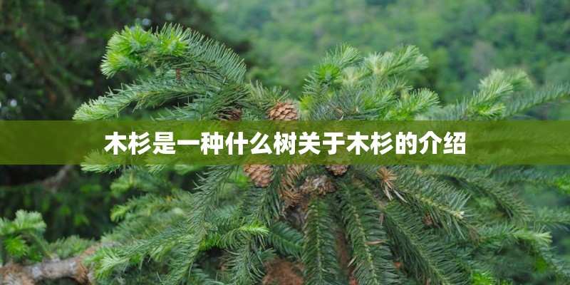 木杉是一种什么树关于木杉的介绍