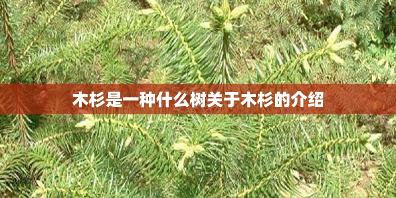 木杉是一种什么树关于木杉的介绍