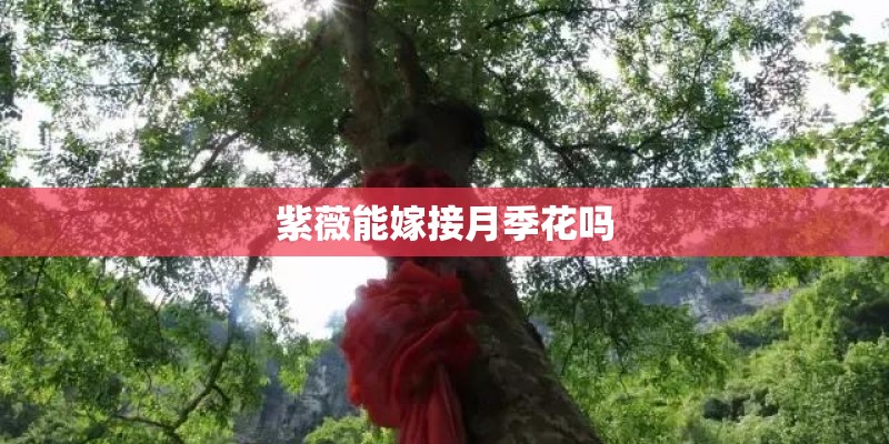 紫薇能嫁接月季花吗
