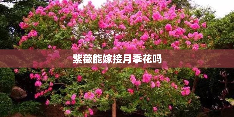 紫薇能嫁接月季花吗