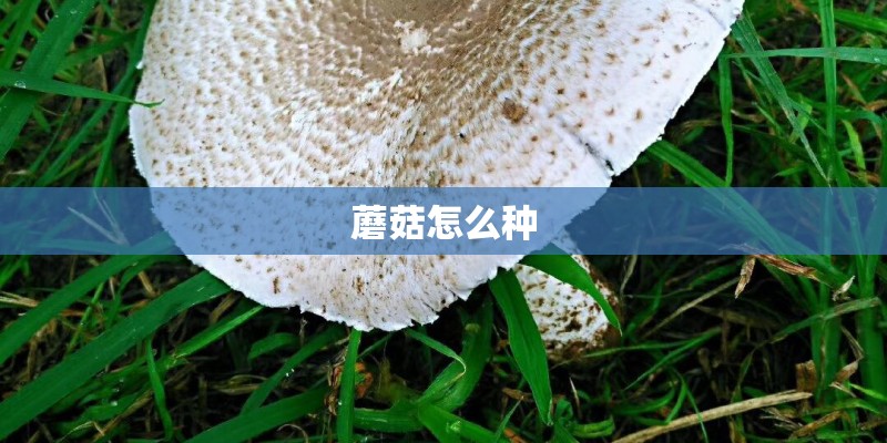 蘑菇怎么种