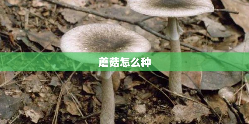 蘑菇怎么种