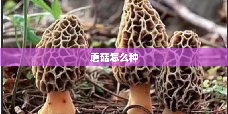 蘑菇怎么种