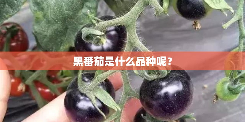 黑番茄是什么品种呢？