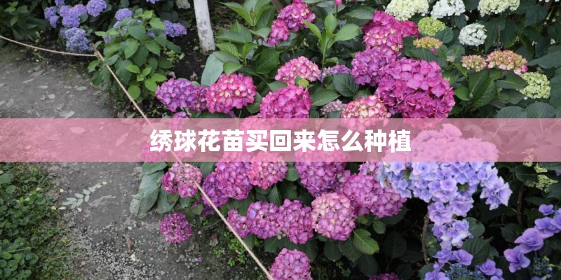 蘑菇怎么种
