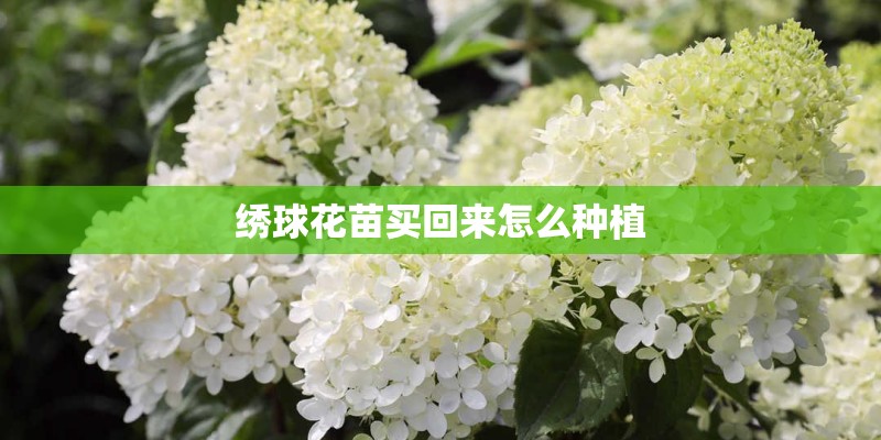 绣球花苗买回来怎么种植