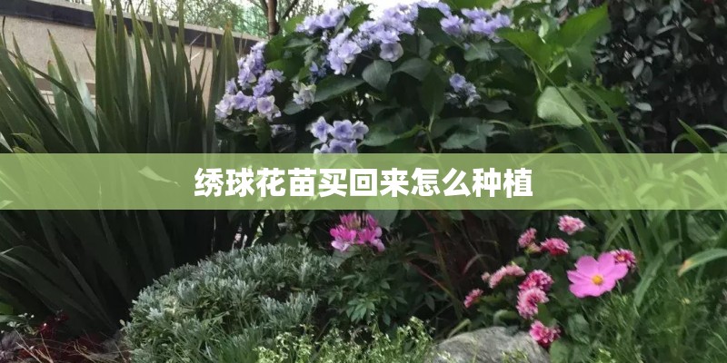 绣球花苗买回来怎么种植