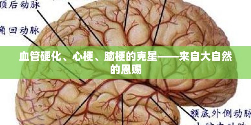血管硬化、心梗、脑梗的克星——来自大自然的恩赐