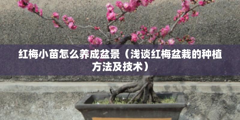 红梅小苗怎么养成盆景(浅谈红梅盆栽的种植方法及技术) 红梅小苗怎么养成盆景(浅谈红梅盆栽的种植方法及技术)