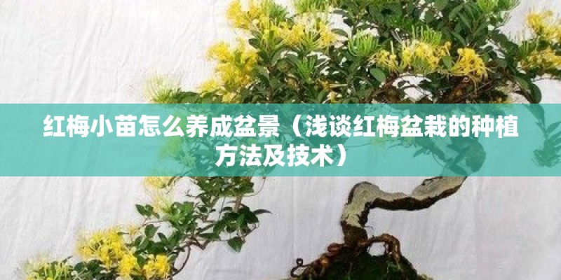 红梅小苗怎么养成盆景(浅谈红梅盆栽的种植方法及技术) 红梅小苗怎么养成盆景(浅谈红梅盆栽的种植方法及技术)
