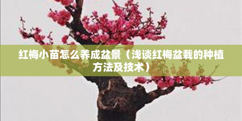 红梅小苗怎么养成盆景(浅谈红梅盆栽的种植方法及技术) 红梅小苗怎么养成盆景(浅谈红梅盆栽的种植方法及技术)