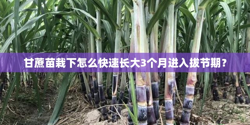 血管硬化、心梗、脑梗的克星——来自大自然的恩赐