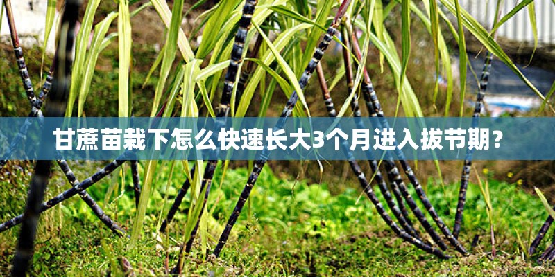 甘蔗苗栽下怎么快速长大3个月进入拔节期？