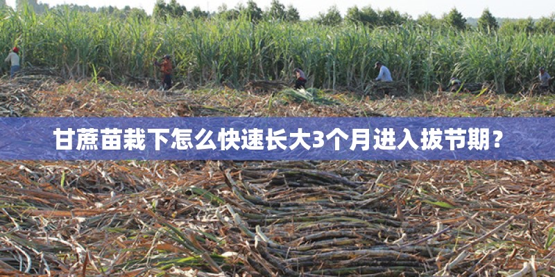 甘蔗苗栽下怎么快速长大3个月进入拔节期？