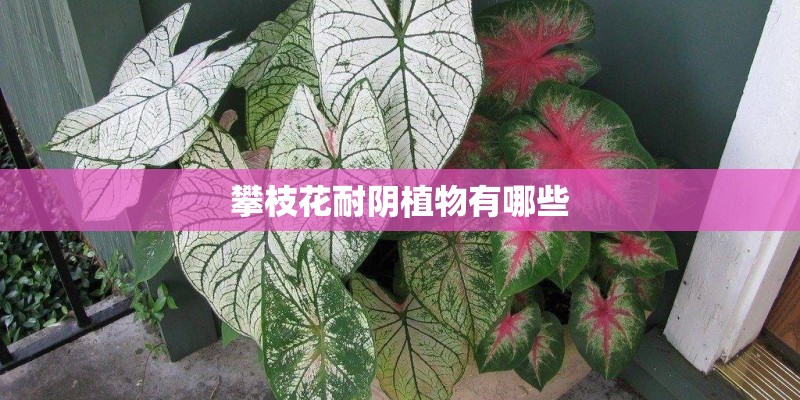 红梅小苗怎么养成盆景（浅谈红梅盆栽的种植方法及技术）