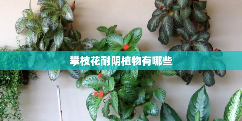 攀枝花耐阴植物有哪些