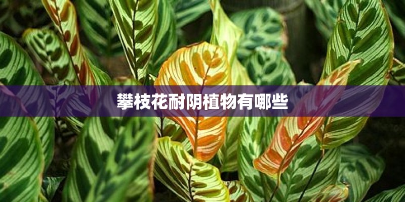 攀枝花耐阴植物有哪些