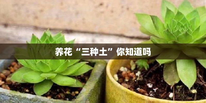 甘蔗苗栽下怎么快速长大3个月进入拔节期？