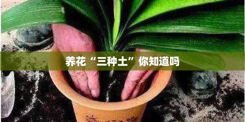 养花“三种土”你知道吗