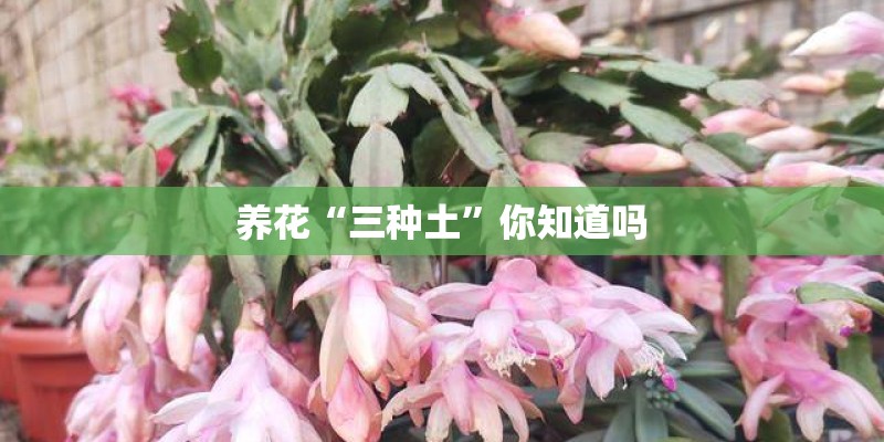 养花“三种土”你知道吗