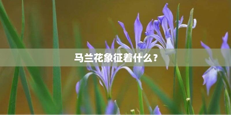 马兰花象征着什么？