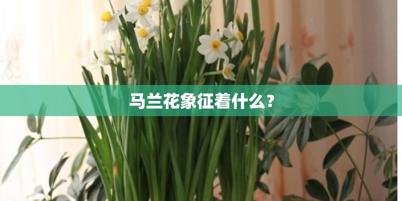 马兰花象征着什么？