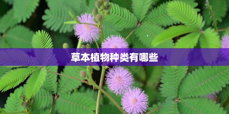 攀枝花耐阴植物有哪些