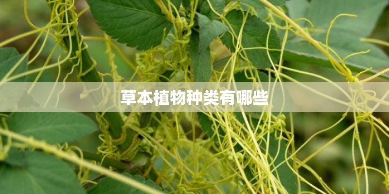 草本植物种类有哪些