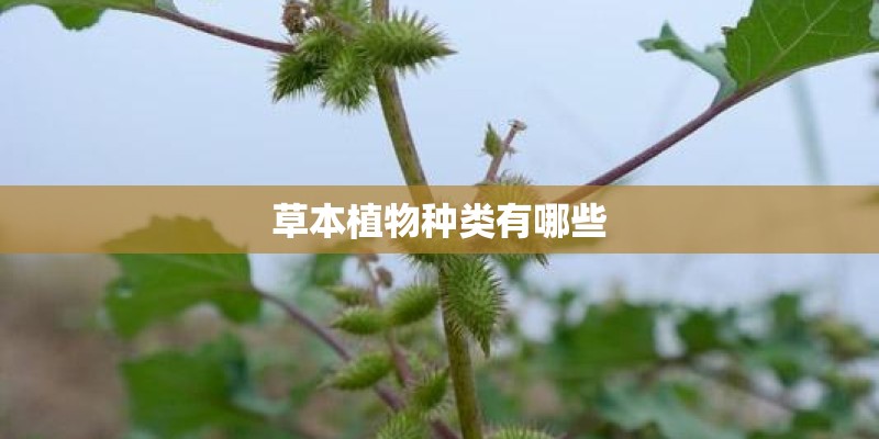 草本植物种类有哪些