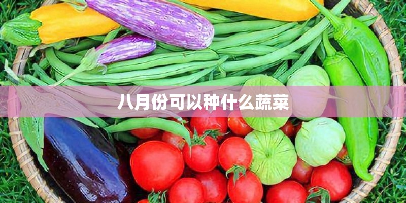 八月份可以种什么蔬菜
