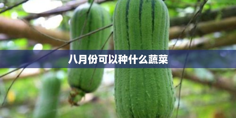 八月份可以种什么蔬菜
