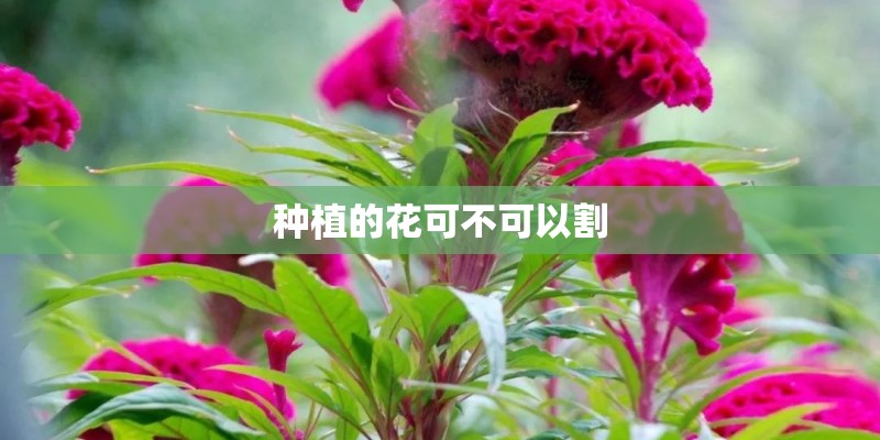 种植的花可不可以割