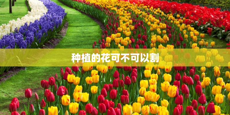 种植的花可不可以割