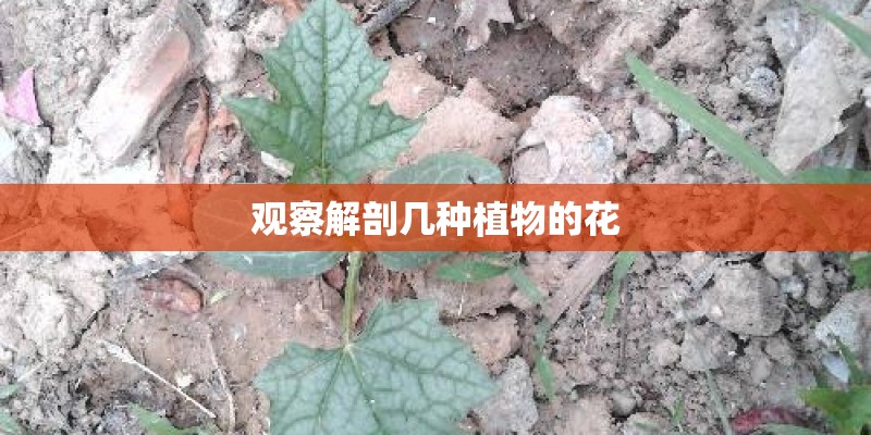 观察解剖几种植物的花
