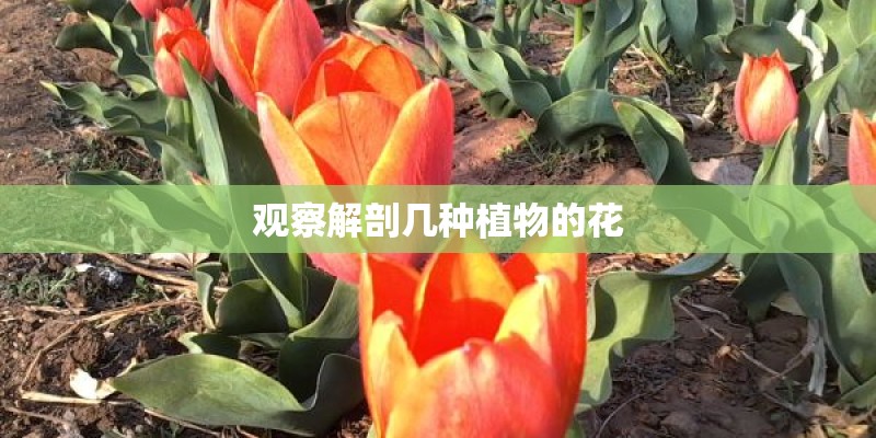 观察解剖几种植物的花