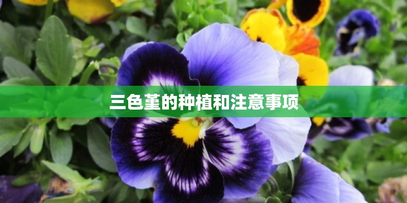三色堇的种植和注意事项