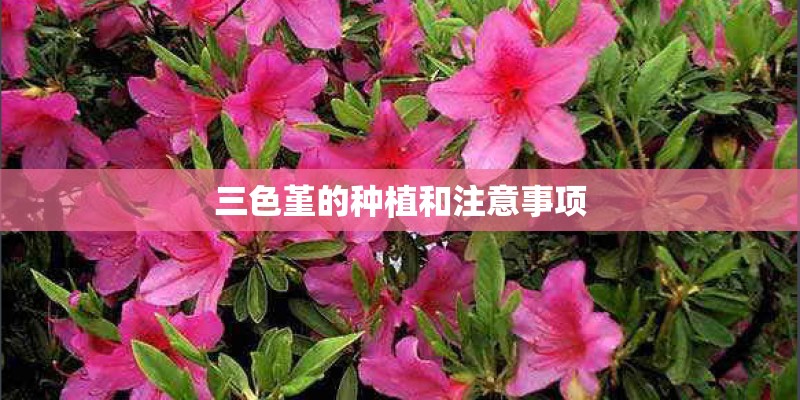 三色堇的种植和注意事项
