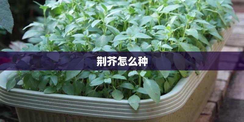 荆芥怎么种