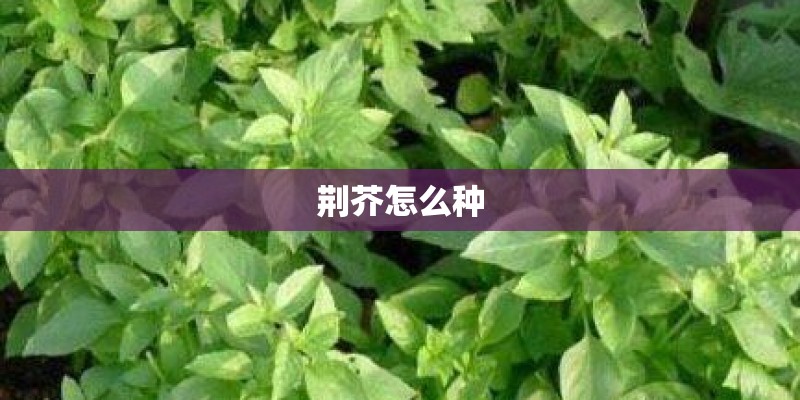 荆芥怎么种
