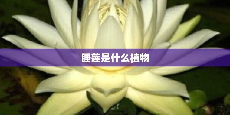 睡莲是什么植物 睡莲是什么植物