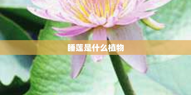 睡莲是什么植物 睡莲是什么植物
