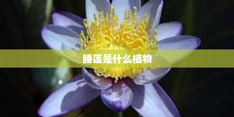 睡莲是什么植物 睡莲是什么植物