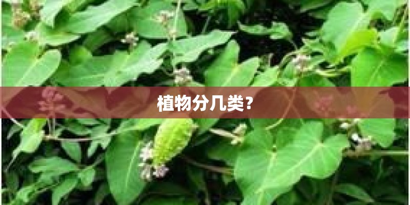 植物分几类？
