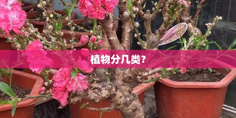 植物分几类？