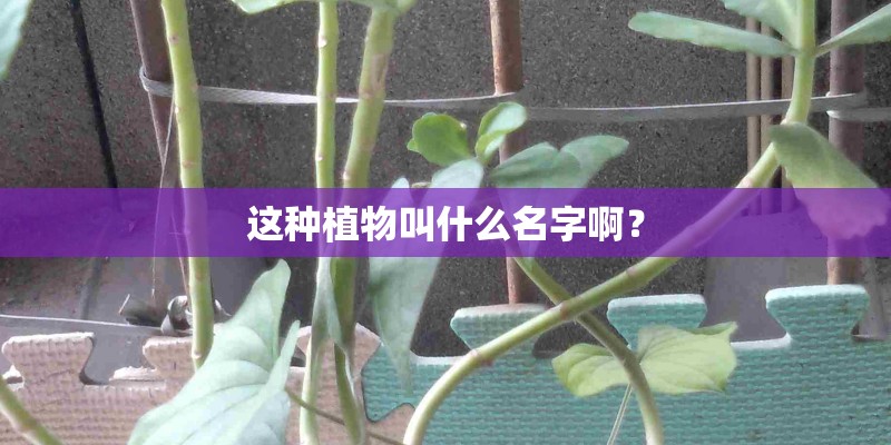这种植物叫什么名字啊？