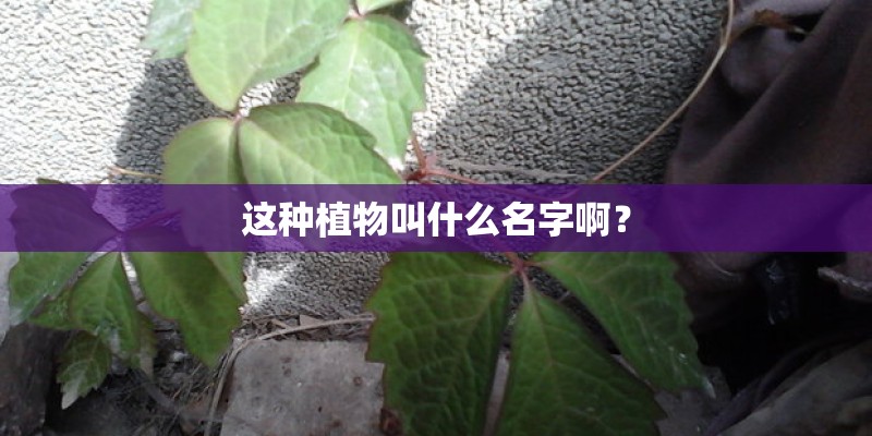 这种植物叫什么名字啊？