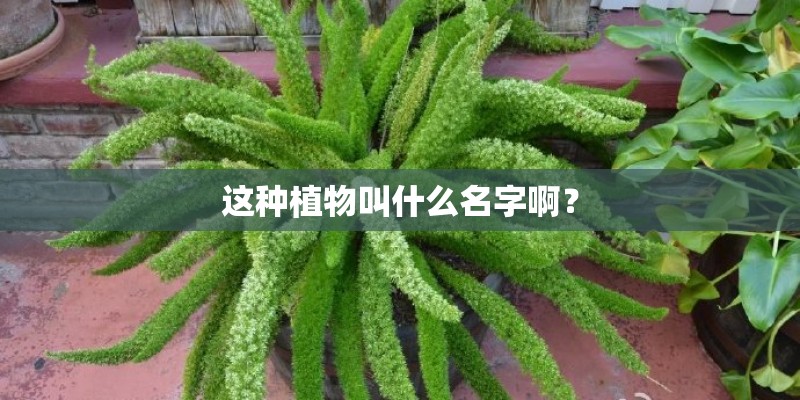 这种植物叫什么名字啊？