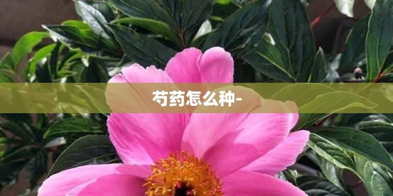 芍药怎么种-